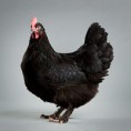 /album/resim-galerisi/blackmaran-jpg/