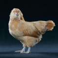 /album/resim-galerisi/studio-buffamrcnhen-570-m-jpg1/