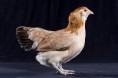 /album/resim-galerisi/wheatenameraucana-6562-jpg1/